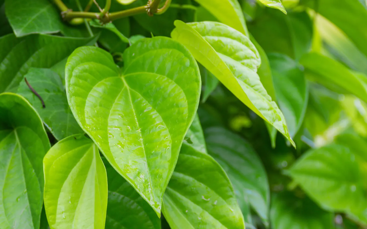 Xà phòng thảo dược lá trầu không BioHealth - lựa chọn cho làn da khỏe mạnh
