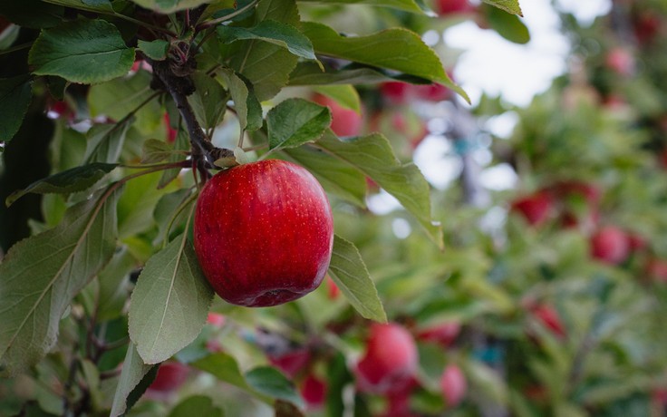 Tập đoàn T&G, thành công bảo vệ quyền sở hữu giống táo ENVY® tại Trung Quốc