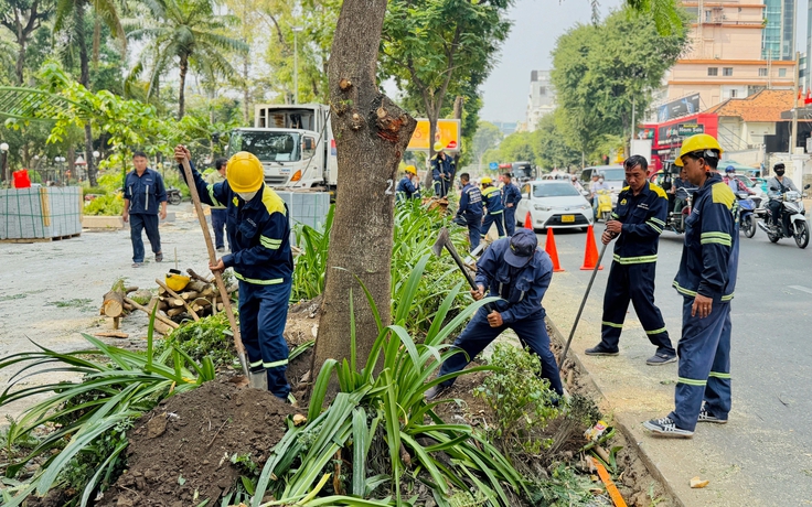 Cải tạo vỉa hè, 623 cây xanh ở trung tâm TP.HCM bị ảnh hưởng: Ai chịu trách nhiệm?