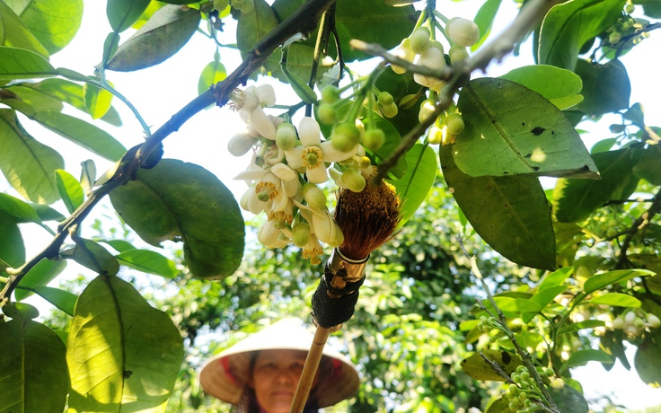 Mùa 'se duyên' cho cây bưởi Phúc Trạch