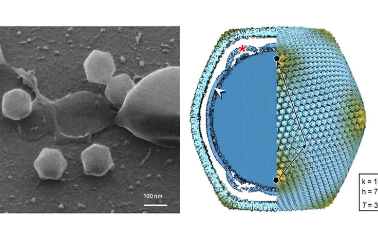 Phát hiện virus khổng lồ ở Phần Lan