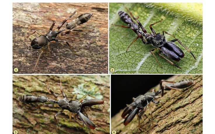 Thầy giáo phát hiện nhiều loài nhện nhảy ở Việt Nam