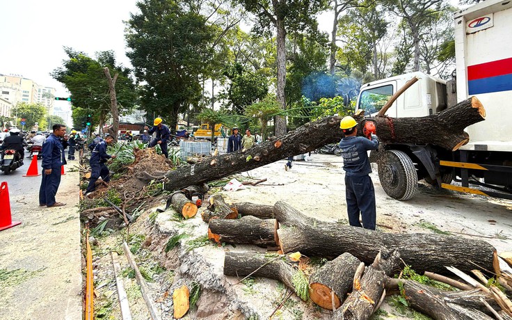 Bí thư TP.HCM truy trách nhiệm việc cải tạo vỉa hè ảnh hưởng cây xanh