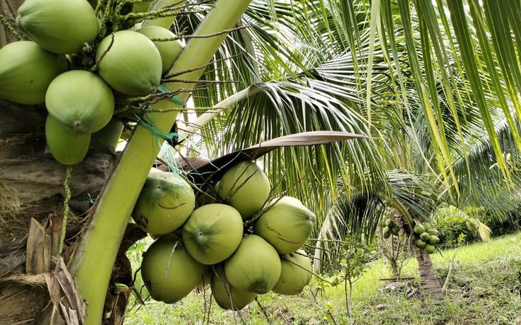 Giá dừa tươi tăng gấp đôi vì nắng nóng