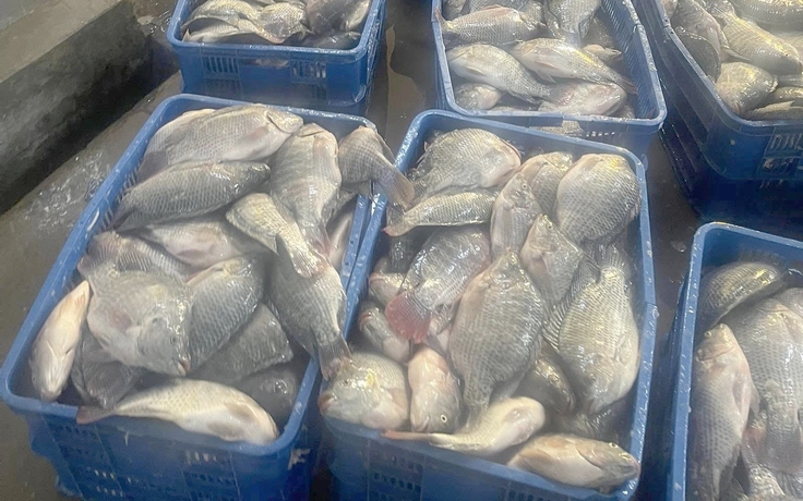 Bà con hưởng lợi từ những “ngôi sao nhỏ”