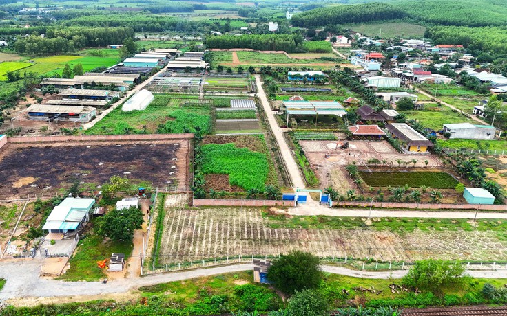 Dừng các hoạt động không đúng mục tiêu tại dự án sản xuất rau an toàn ở Bình Định