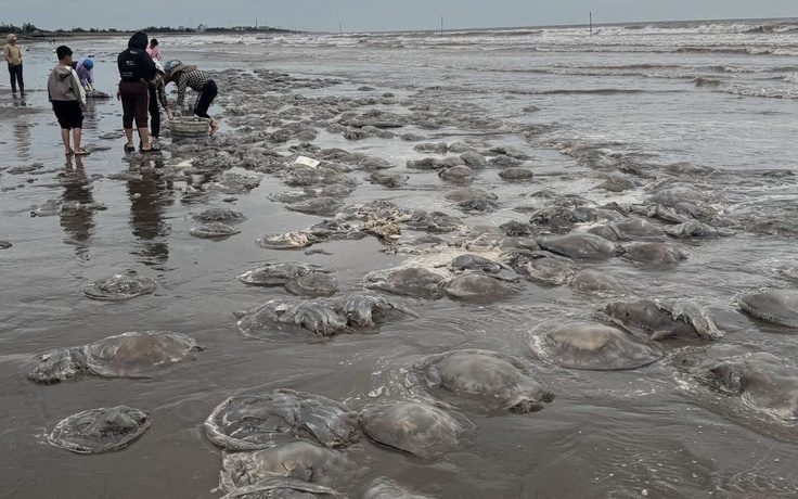 Hàng vạn con sứa chết, trôi dạt vào bờ biển Nam Định
