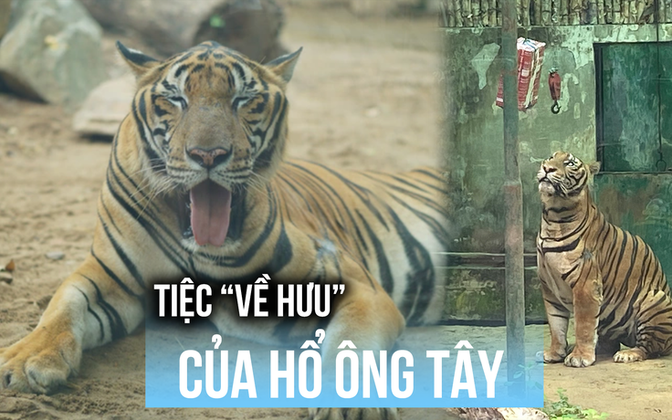 Thảo Cầm Viên tổ chức tiệc ‘về hưu’ cho hổ ‘Ông Tây’