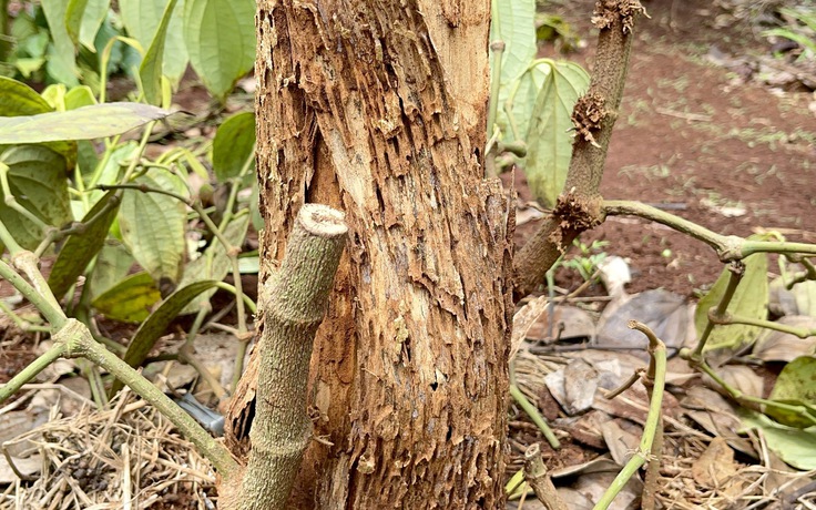 ‘Đạo chích’ đột nhập nương rẫy, trộm hồ tiêu