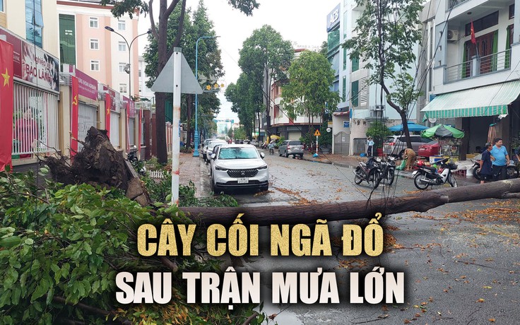 Long An: TP.Tân An ngập sâu, cây cối ngã đổ do mưa lớn