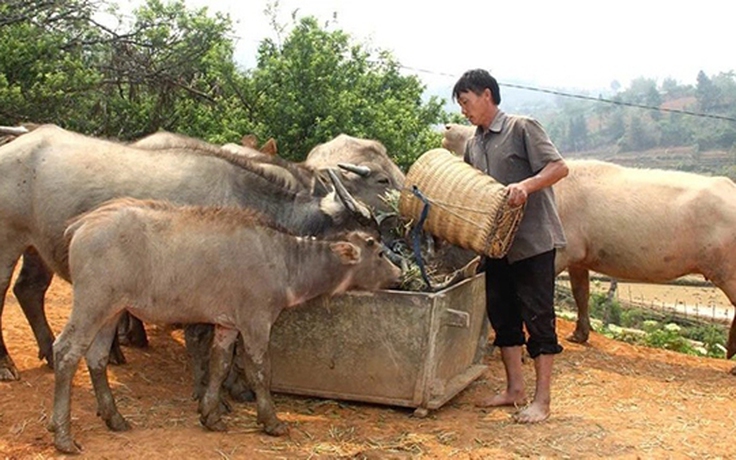 Đòn bẩy tín dụng giúp đồng bào dân tộc thiểu số Yên Bái thoát nghèo