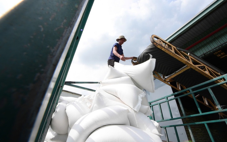 Gạo phát thải thấp của Việt Nam chuẩn bị đi Nhật Bản