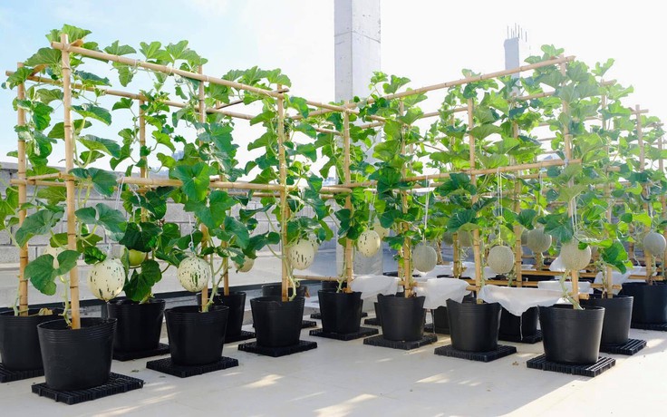 Khu vườn trên sân thượng cây trái sai trĩu, cả nhà ăn không hết