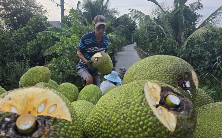 Giá mít tại vườn chỉ còn 2.000 - 3.000 đồng/kg