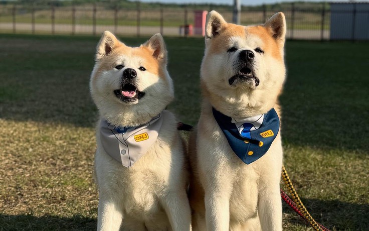 Ngộ nghĩnh chó Akita trở thành giám đốc sân bay ở Nhật Bản