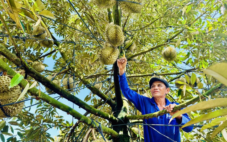 Thêm 829 mã vùng trồng sầu riêng được cấp phép xuất khẩu