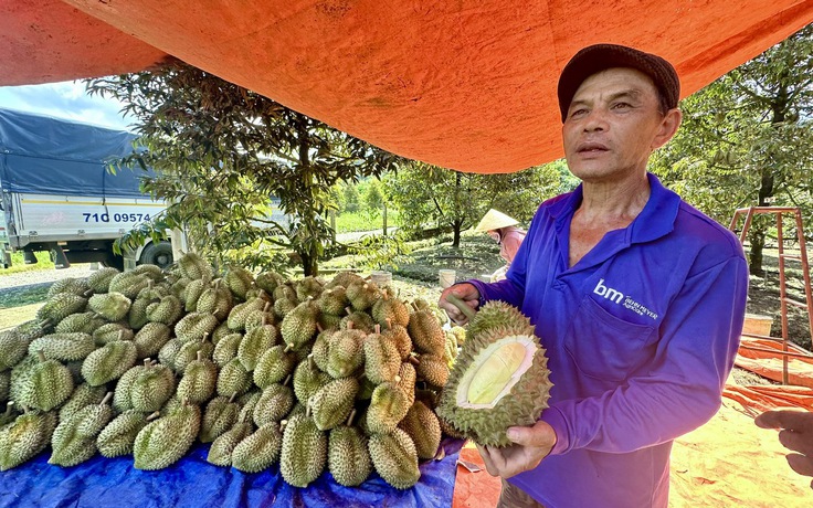 Thủ tướng: Ưu tiên làm thủ tục thông quan sầu riêng