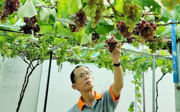 Vườn trái cây trên sân thượng giúp 'chữa lành' sau biến cố nghề tài xế
