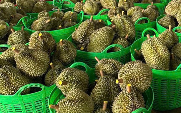 Bác thông tin sai lệch 'sầu riêng nhúng hóa chất' tại Đắk Nông