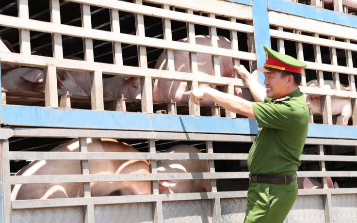 Một xe tải chở đầy lợn nhiễm dịch tả châu Phi đi tiêu thụ