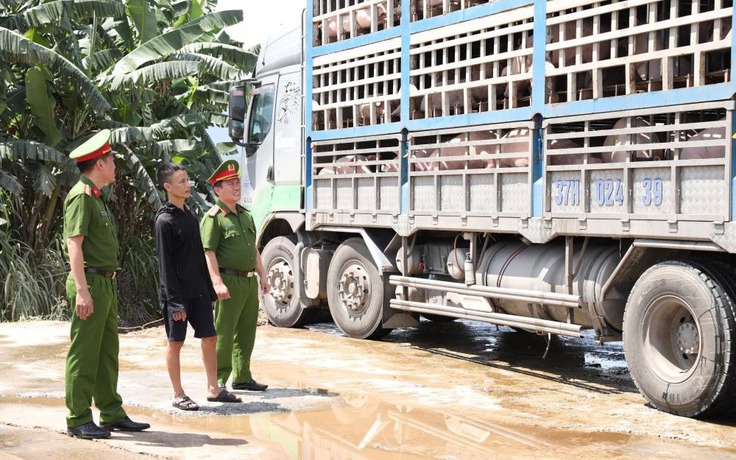 Chủ hàng phải chịu chi phí tiêu hủy 180 con lợn nhiễm dịch tả châu Phi