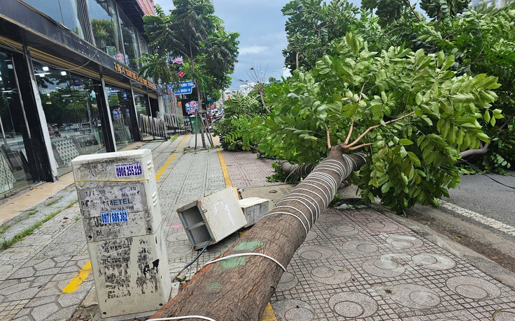 TP.HCM: Nhiều cây xanh ngã, có người bị thương
