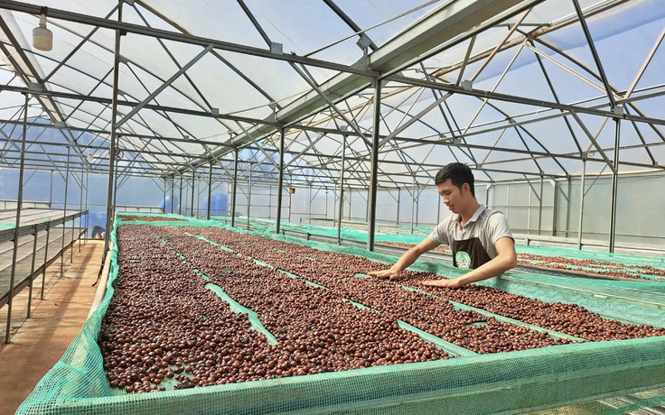 Người trồng cà phê Đắk Lắk chỉ cách nhận biết cà phê trộn đậu nành, bắp rang