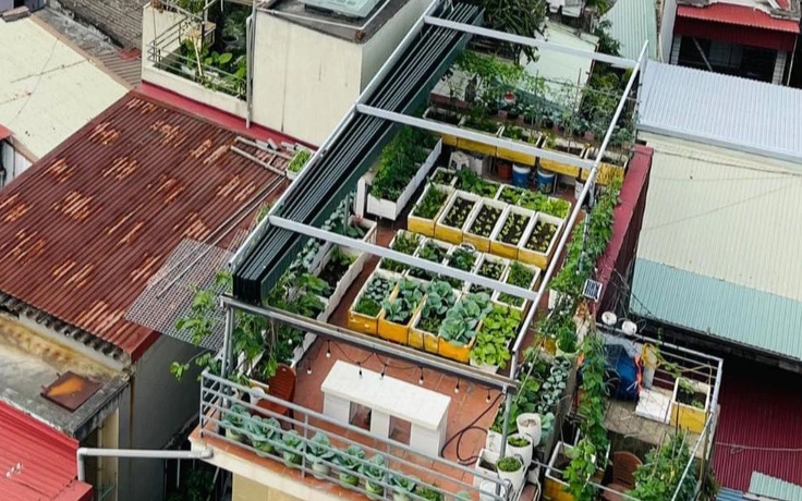 Sợ thực phẩm bẩn, mẹ trồng vườn cây sum suê trên sân thượng cho con ăn