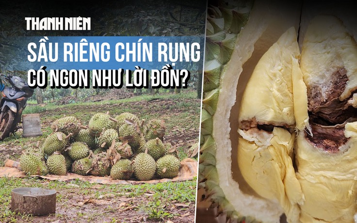Sầu riêng chín rụng có ngon như lời đồn?