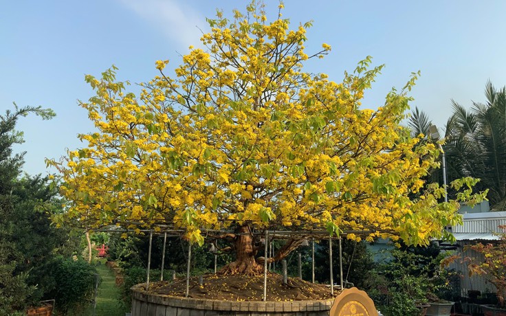 Mai vàng cổ thụ độc bản Việt Nam nhận kỷ lục châu Á có gì đặc biệt? Mai vàng cổ thụ độc bản Việt Nam nhận kỷ lục châu Á có gì đặc biệt?