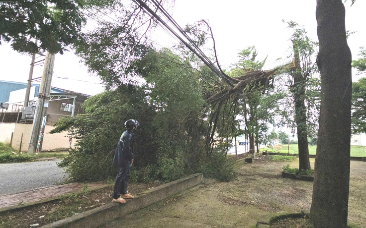 TP.HCM: Cây xanh gãy ngang trước cổng trường học, 1 tài xế may mắn thoát nạn