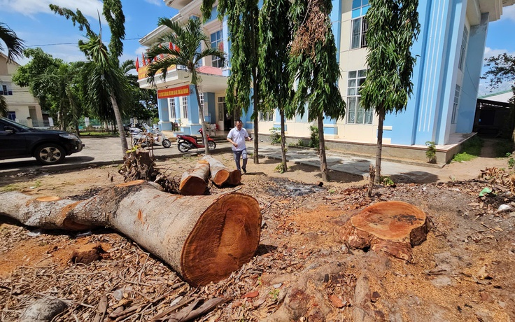 Đốn hạ 8 cổ thụ trong trụ sở phường: Dấu hỏi về xử lý tài sản công