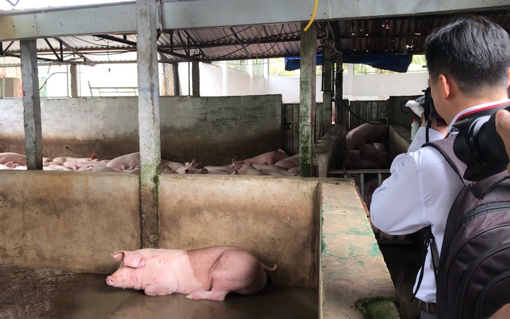 Vụ Công ty C.P bị tố ‘bán thịt bẩn’: Vì sao mổ heo rồi mới tiêu hủy?