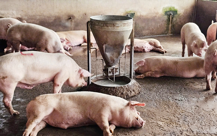 Vụ Công ty C.P bị tố 'bán thịt bẩn': Kiểm tra lò giết mổ ở Sóc Trăng