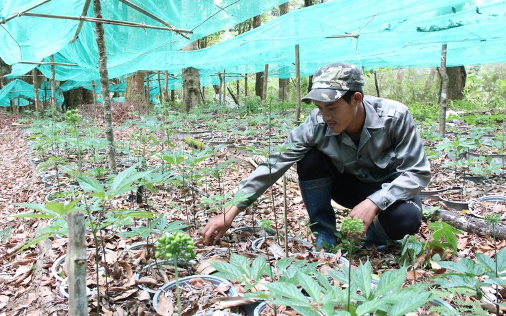 Kon Tum: Cấp mã vùng trồng sâm Ngọc Linh có sơ suất