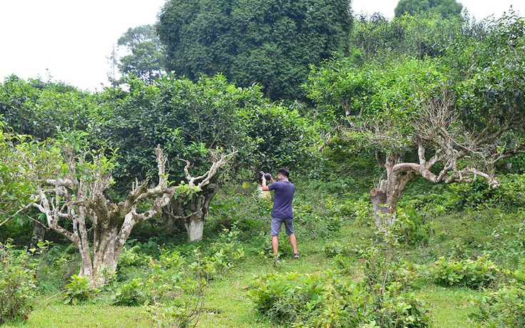 Uống trà đi!: Gieo mầm trà cho tương lai