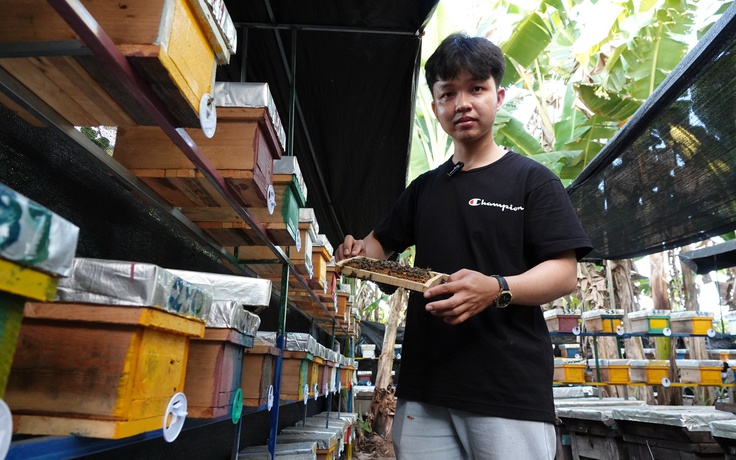 Nuôi ong chúa bán giống, nam sinh có thu nhập tự lo chi phí học hành