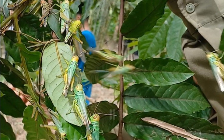 Đàn châu chấu ‘khủng’ phá hoại tại Quảng Bình