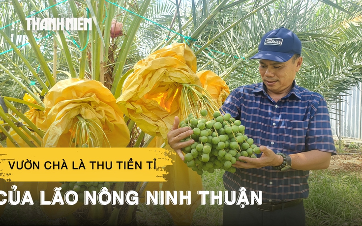 Vườn chà là tuyệt đẹp, thu tiền tỉ mỗi năm của lão nông Ninh Thuận