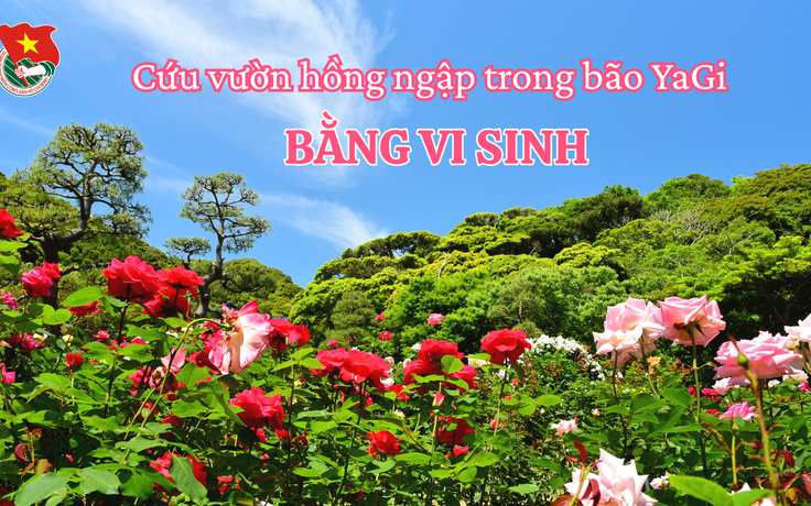Cùng sống xanh số 112: Dùng giải pháp vi sinh biến vườn hồng ngập trong bão Yagi thành món vang hút khách Cùng sống xanh số 112: Dùng giải pháp vi sinh biến vườn hồng ngập trong bão Yagi thành món vang hút khách