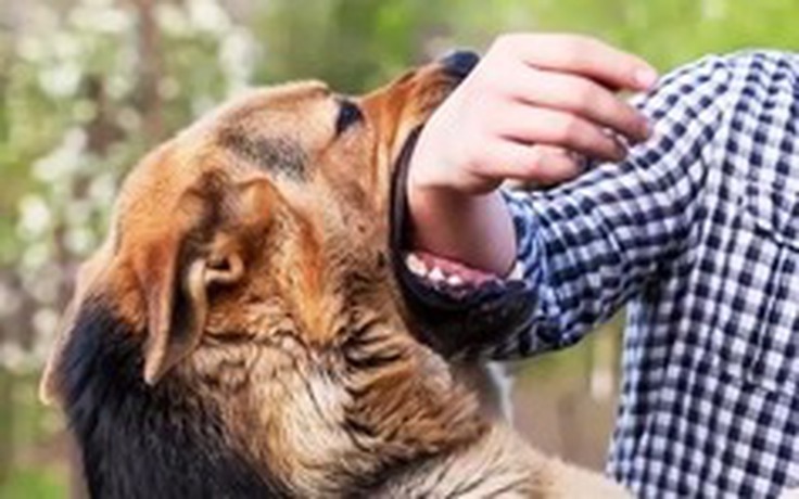 Mắc bệnh dại do bị chó nhà cắn