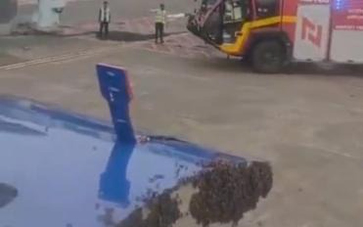 Đàn ong vây kín cửa, máy bay hoãn chuyến