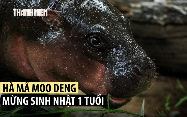 Hà mã lùn Moo Deng đón thôi nôi tưng bừng