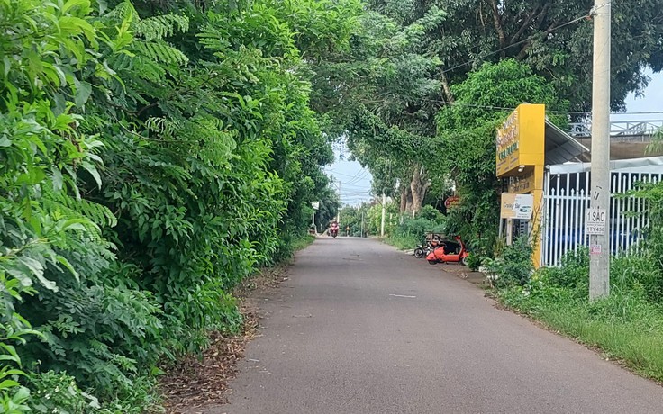 Cây xanh che khuất tầm nhìn