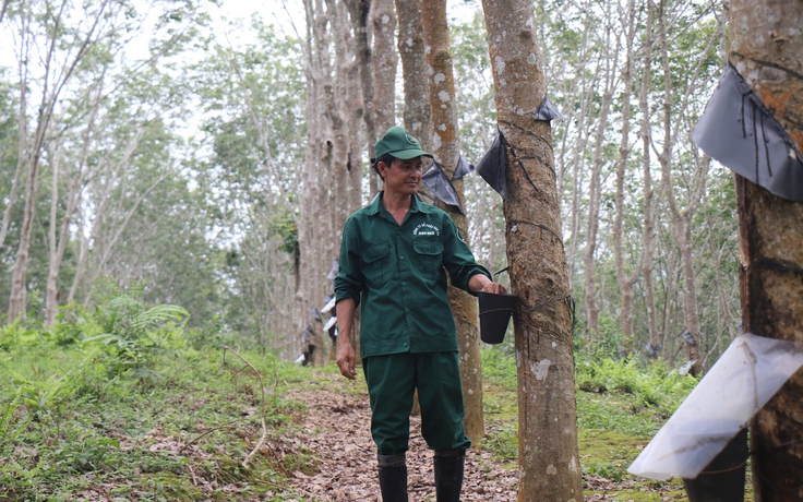 Công ty CP Cao su Điện Biên: Lan tỏa màu xanh, dựng xây kinh tế vùng biên