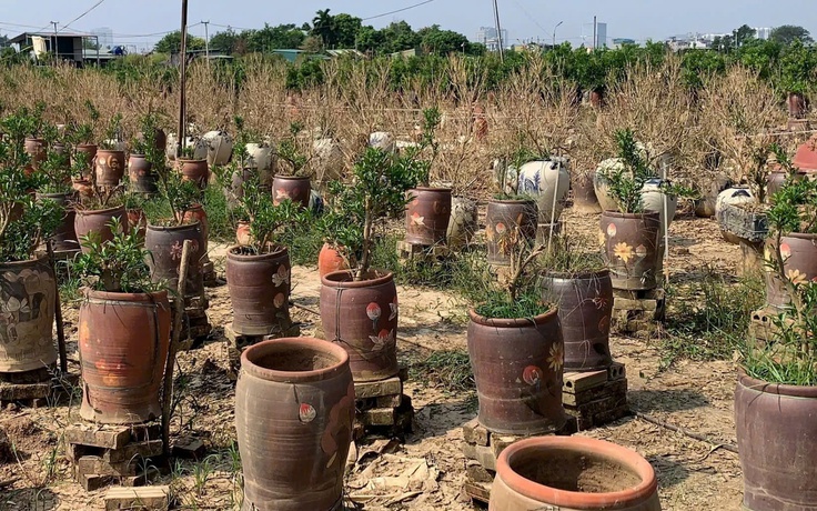 Hà Nội chi gần 440 tỉ hỗ trợ sản xuất nông nghiệp thiệt hại do thiên tai