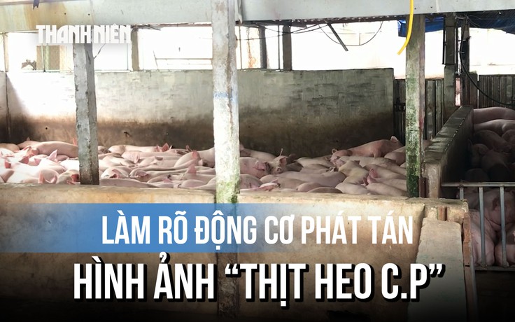 Vụ thịt heo C.P: Không khởi tố vụ án, sẽ làm rõ động cơ phát tán hình ảnh heo bệnh