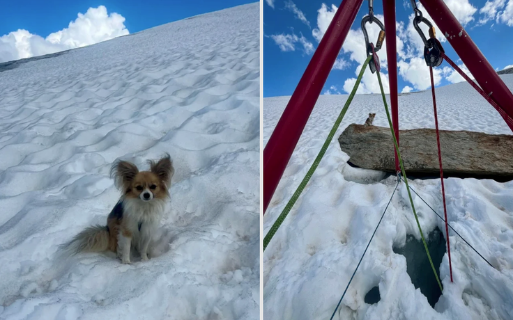 Chủ rơi xuống khe băng sâu 8 m, chú chó Chihuahua giúp giải cứu
