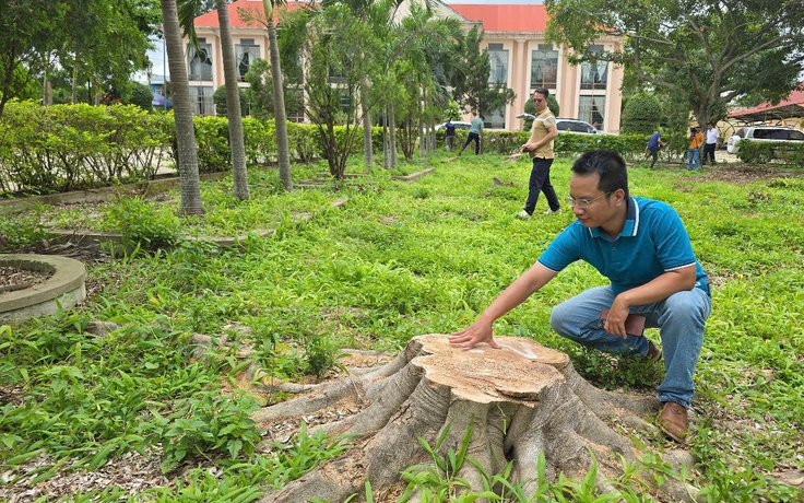 Cưa hạ hàng loạt cây xanh trong khuôn viên xã để... bán củi, sửa trụ sở cũ