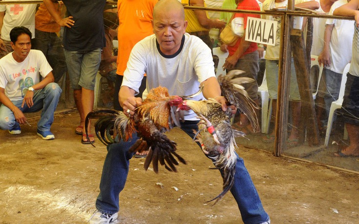 Philippines điều tra 15 cảnh sát liên quan nghi án sát hại 34 người đá gà